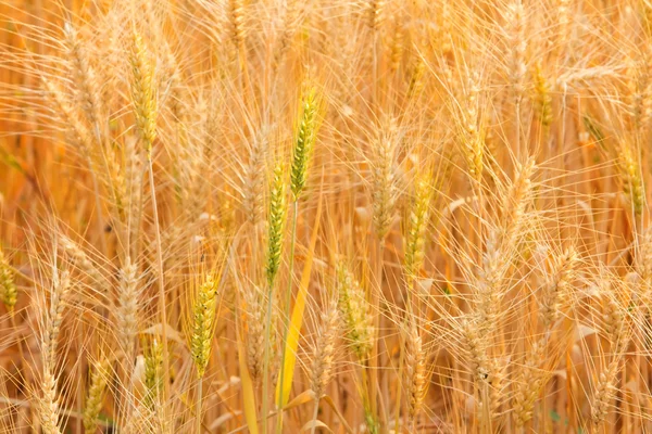 Bales en el campo, enfoque suave — Foto de Stock