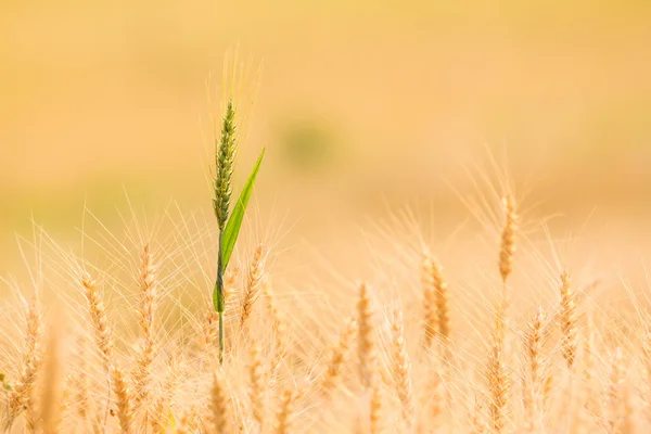 Balar i fältet — Stockfoto