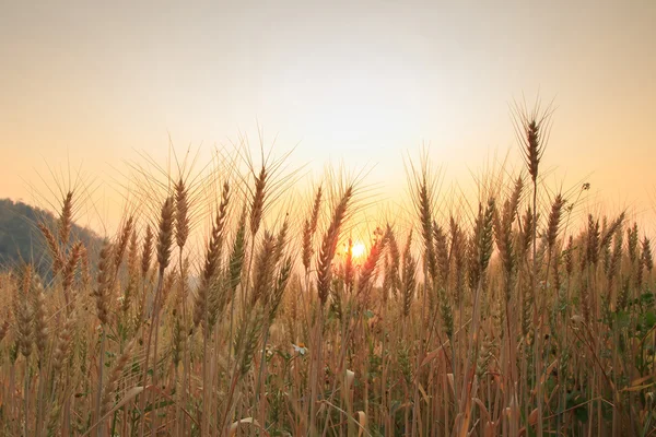 Balen in veld en zonsondergang, zachte focus — Stockfoto