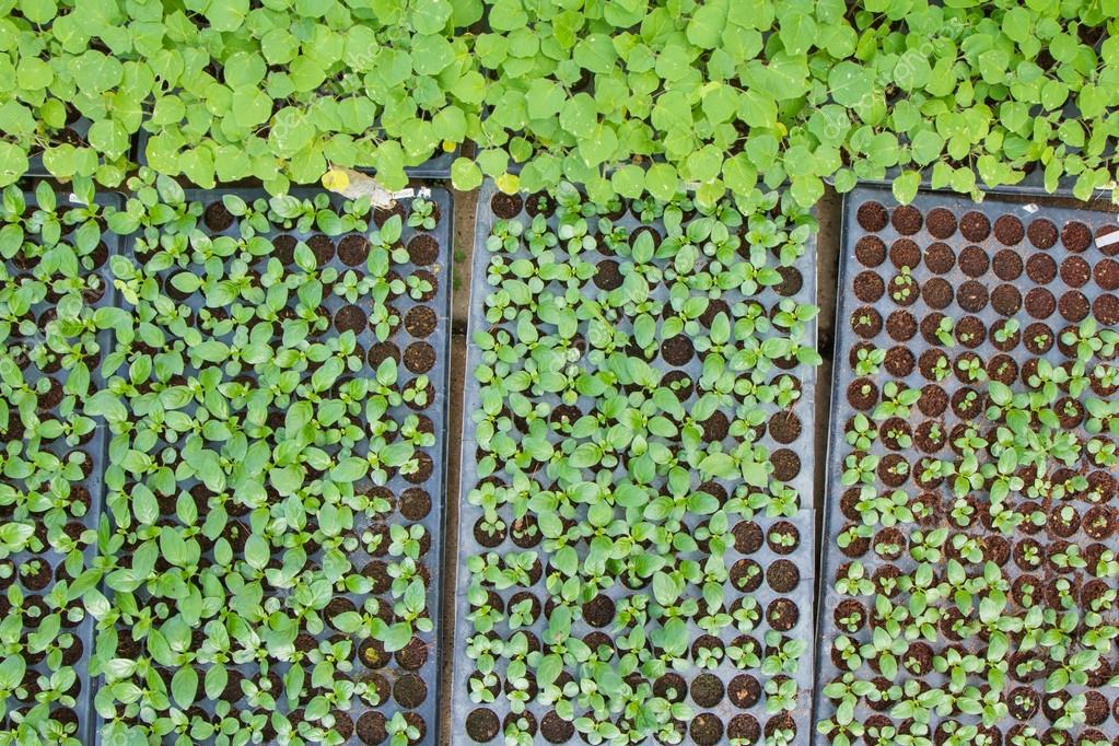 Baby Vegetables ,Potted seedlings growing in peat moss pots — Stock