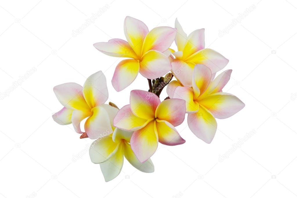 Pink plumeria flowers isolated on white background, Soft focus