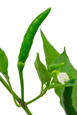 Biber ağacı kapatmak kadar izole üzerinde beyaz arka plan