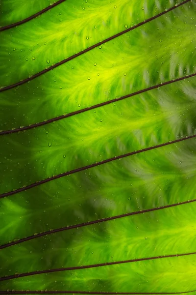 Texturas de folhas de caládio verde — Fotografia de Stock