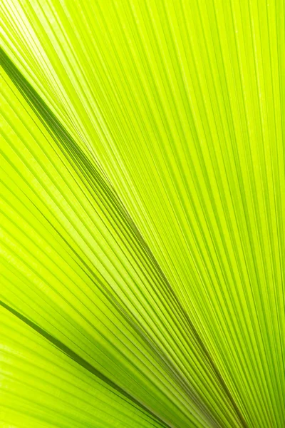 Slunce na Palmový list — Stock fotografie