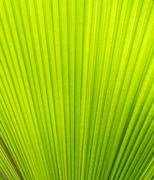 Lumière du soleil sur la feuille de palmier — Photo