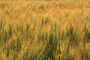 Alan, yumuşak odak balya
