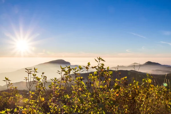 Beautiful sunrise and mist at Doi Inthanon National park, Chiang Mai, Thailand — стоковое фото