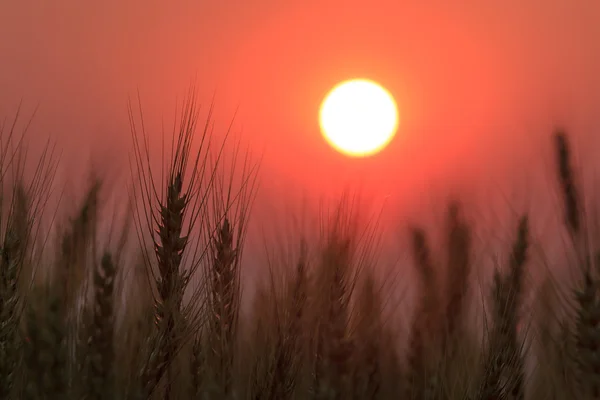 Sunset landscape,Bales in field — Stock Photo, Image