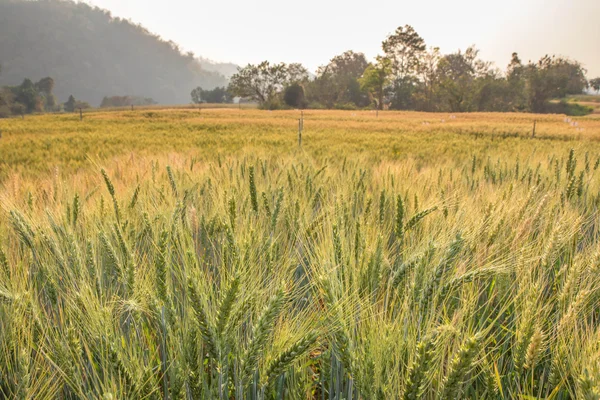 Bales en el campo, enfoque suave — Foto de Stock