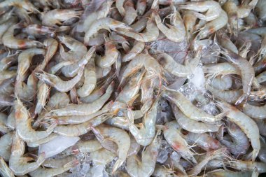 Piyasada Tayland taze karides