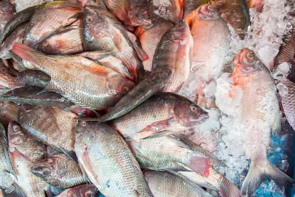 Fresh fish at the market,Thailand — Stock Photo, Image