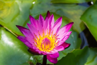 Closeup Lotus çiçeği, nilüfer