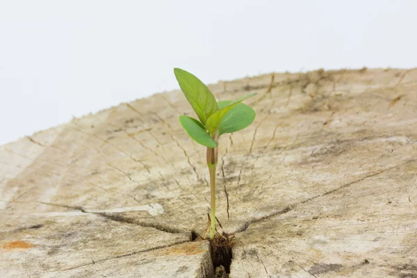 Mudas crescendo em uma madeira, Foque na semeadura — Fotografia de Stock