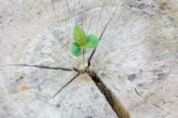 Semis poussant dans un bois, Focus sur l'ensemencement — Photo