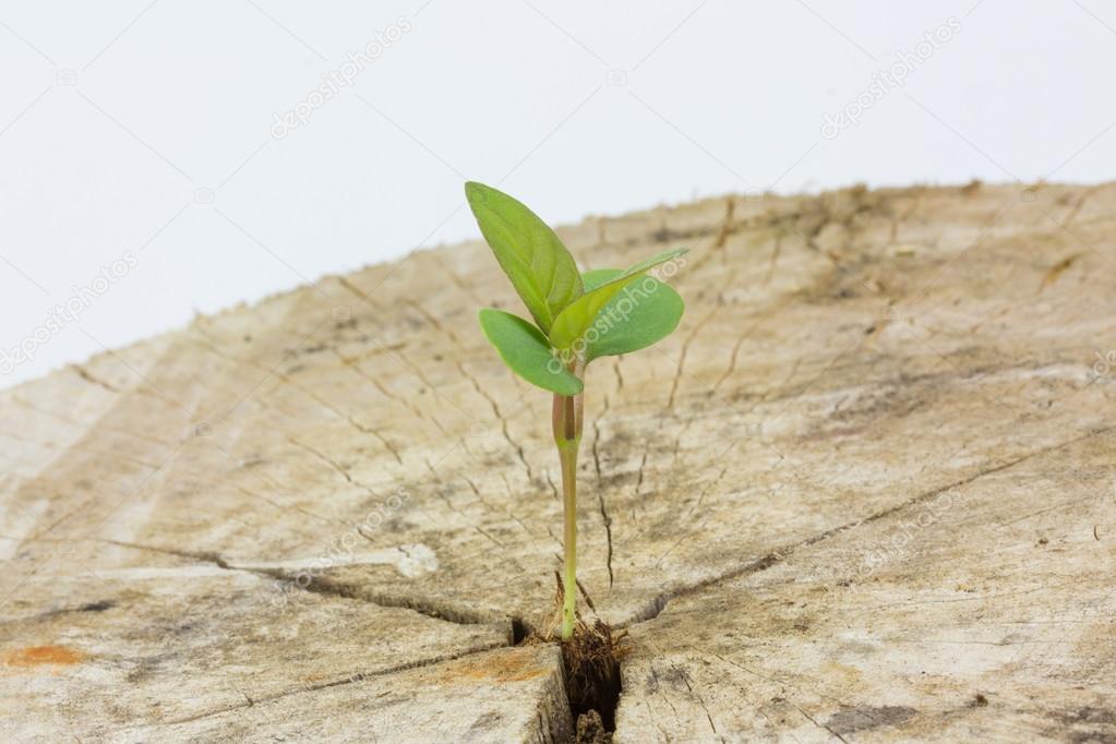 Seedling growing in a timber ,Focus on seeding