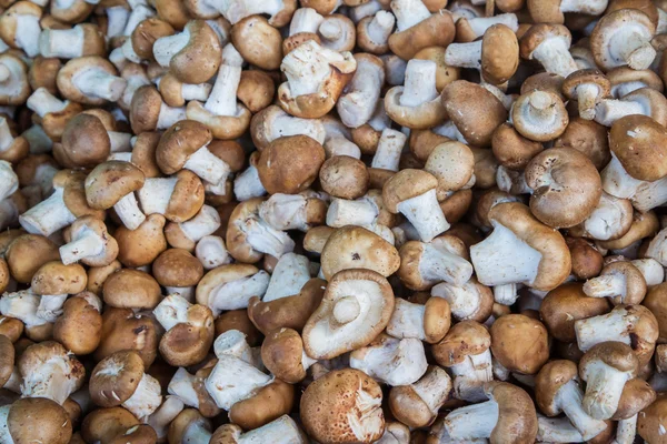 Shiitake Mushrooms  for sale at market, Thailand — Stock Photo, Image