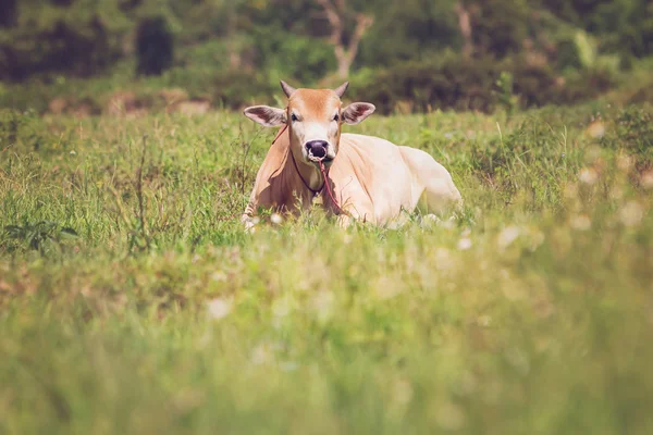 Vache sur une prairie — Photo