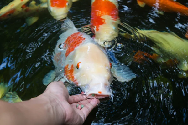 Koi von Hand füttern — Stockfoto