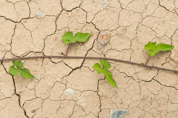 stock image Dry cracked Land and green leaves