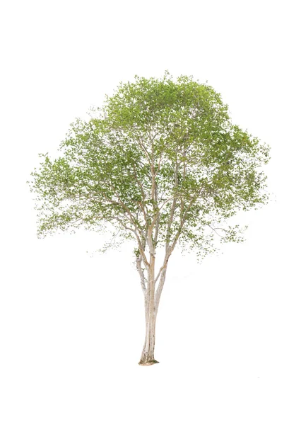 Δέντρο απομονωμένο σε λευκό φόντο — Φωτογραφία Αρχείου
