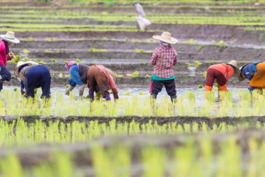 Taylandlı çiftçi, Kuzey Tayland pirinç büyüyen