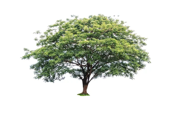 Arbre isolé sur fond blanc — Photo