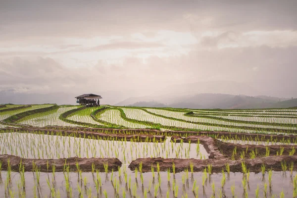 Beautiful rice terrace view, Chiang Mai, Northern Thailand — Stock Photo, Image