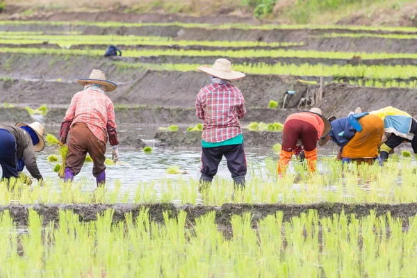 Thai farmer growing rice in Northern of Thailand — Stock Photo, Image