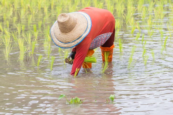 Thai farmer growing rice in Northern of Thailand — Stock Photo, Image
