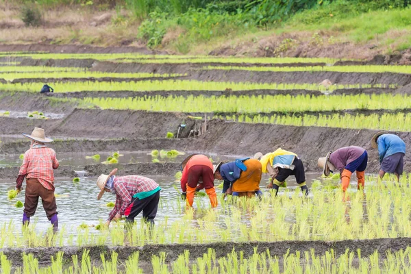 Thai farmer growing rice in Northern of Thailand — Stock Photo, Image