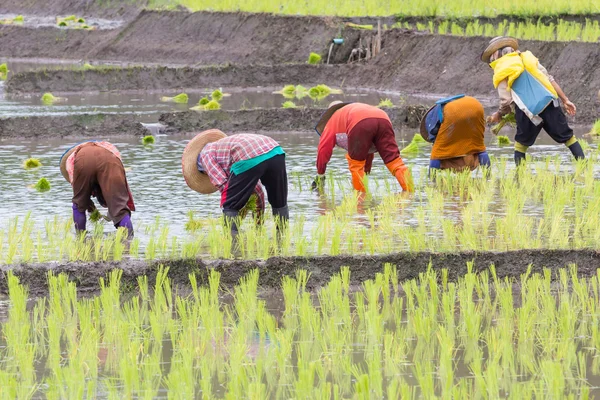 Thai farmer growing rice in Northern of Thailand — Stock Photo, Image