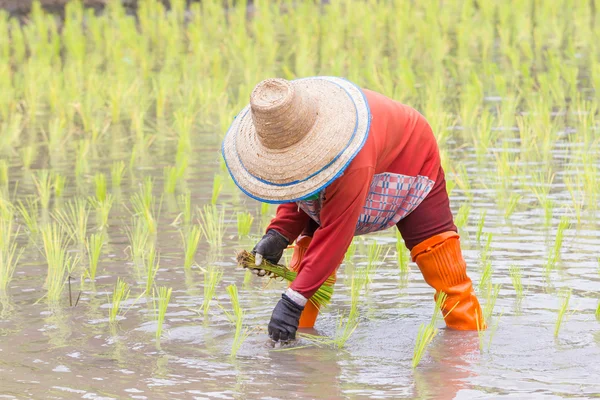 Thai farmer growing rice in Northern of Thailand — Stock Photo, Image