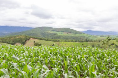 Kuzey Tayland Mısır tarlasında