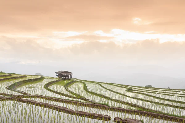 Beautiful rice terrace view on rainy day, Chiang Mai, Northern Thailand — Stock Photo, Image