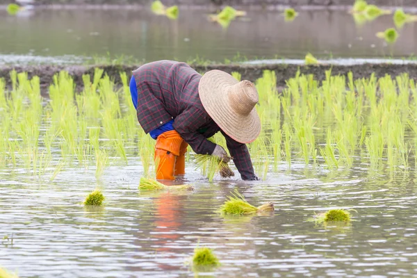Thai farmer growing rice in Northern of Thailand — Stock Photo, Image