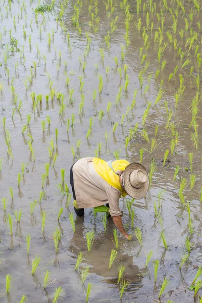 Thai farmer growing rice in Northern of Thailand — Stock Photo, Image