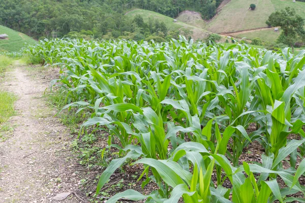 Corn field in Northern of Thailand — Stock Photo, Image