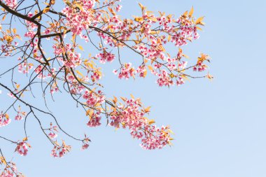 Güzel bahar kiraz çiçekleri Kuzey Tayland