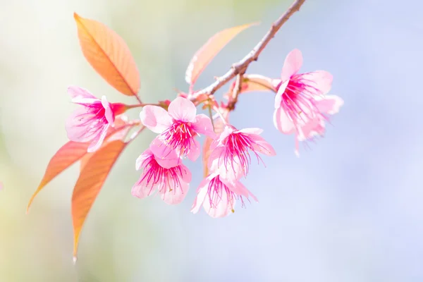 Beautiful spring cherry blossoms in the northern of Thailand — Stock Photo, Image