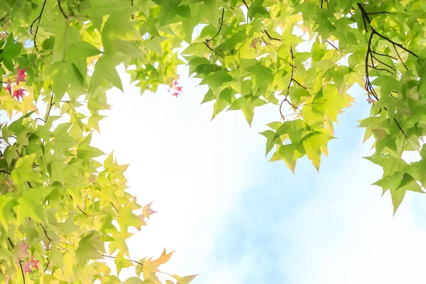 Esdoorn bladeren geïsoleerd op een witte achtergrond kopie ruimte — Stockfoto