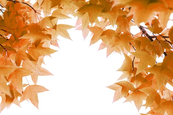 Maple leaves isolated on white background copy space