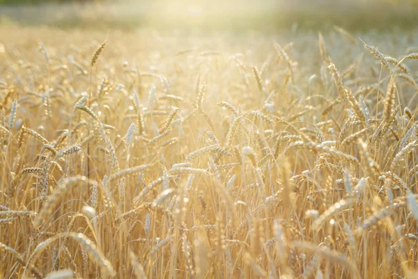 Mognat vete växer på ett jordbruksfält med strålande sol Landsbygdslandskap. — Stockfoto