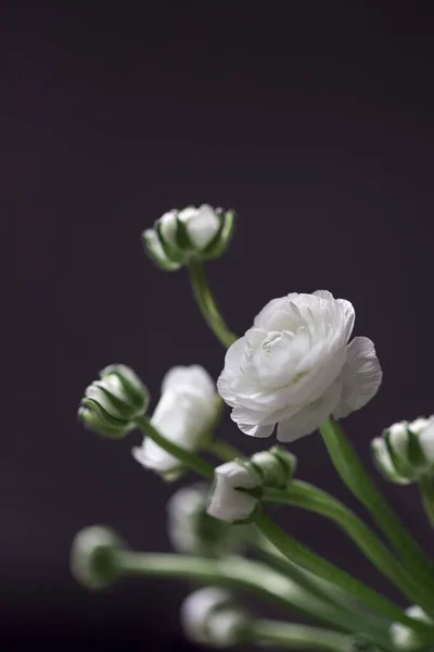 Karanlığın üzerinde beyaz ranunculus çiçekleri açmakta olan narin çiçeklerle dolu bir hayat. Doğal çiçek arkaplanı. — Stok fotoğraf