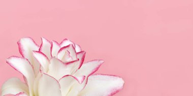 Beyaz zambak çiçeği, pembe üzerine şakayık zambak yapraklarını kapat. Doğal çiçek geçmişi var. Makro fotoğrafçılık.