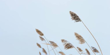 Gölde kuru ot kamışları, mavi gökyüzüne karşı, doğal arka plan. Çevre, şehir gürültüsünden uzak zihin huzuru.