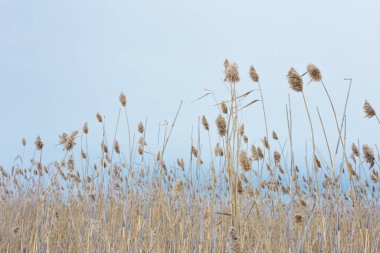 Gölde kuru ot kamışları, mavi gökyüzüne karşı, doğal arka plan. Çevre, şehir gürültüsünden uzak zihin huzuru.