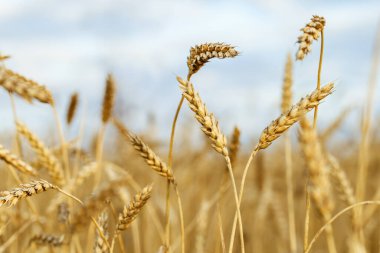 Olgun buğday kulakları mavi gökyüzüne karşı. Buğday tarlası, tarım arazisi, doğa, çevre. Zengin hasat.