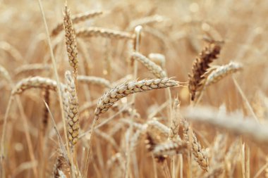 Sıcak güneş ışığında altın buğday tarlasında. Güneş ışığı ve buğday kulakları. Zengin hasat kavramı.
