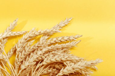 Sarı renkli arka planda buğday ve tahıl başakları ve ışıktan gelen gölgeler. Tahıl mahsullerinin güz hasadı. Üst görünüm ve kopyalama alanı.