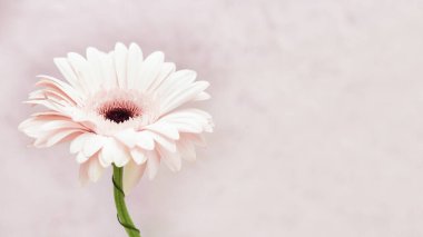 Metnin için fotokopi alanı olan nazik beyaz Gerbera çiçeği. Bahar zamanı için tebrik kartı, doğa kavramı..